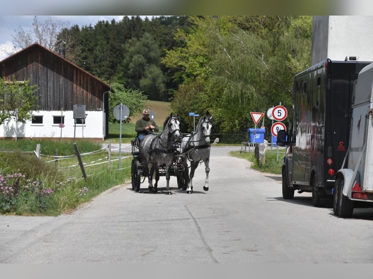 Lipizzaner Wallach 4 Jahre 165 cm Apfelschimmel in Arnstorf