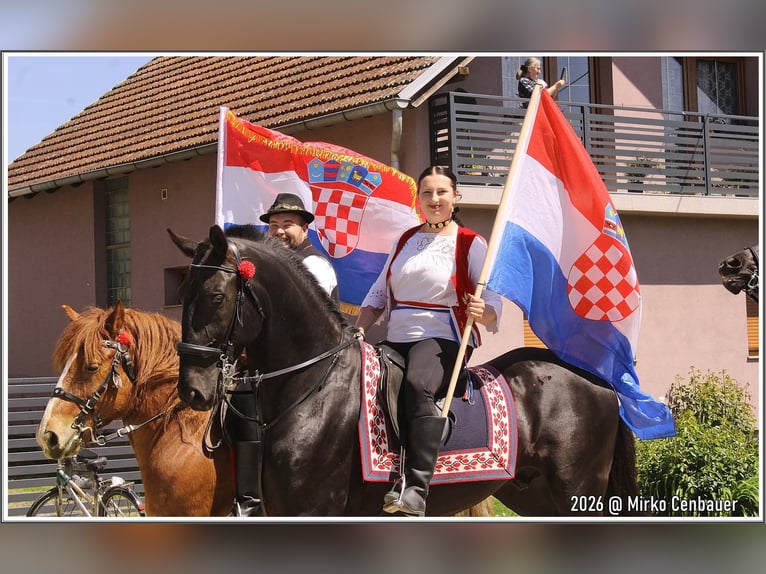 Lipizzaner Wallach 4 Jahre 165 cm Rappe in Rešetari