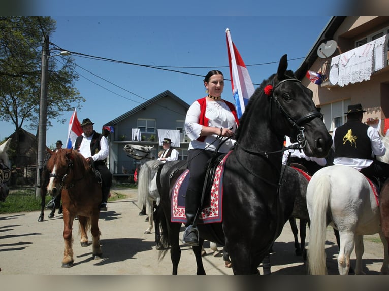 Lipizzaner Wallach 4 Jahre 165 cm Rappe in Rešetari