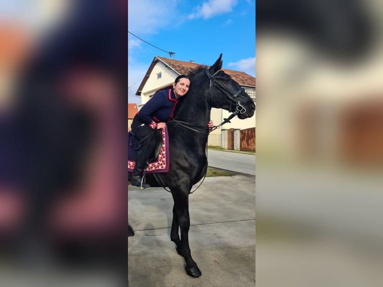 Lipizzaner Wallach 4 Jahre 165 cm Rappe in Rešetari