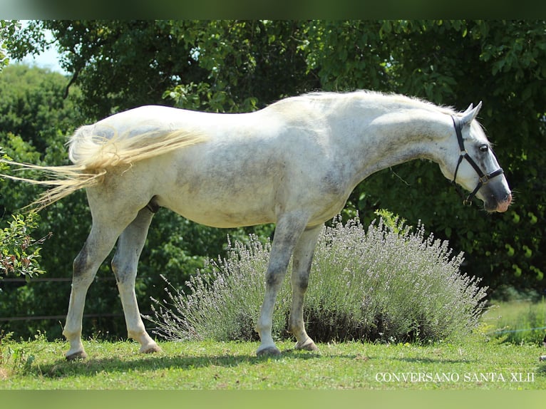 Lipizzaner Wallach 5 Jahre 147 cm Schimmel in Ptuj