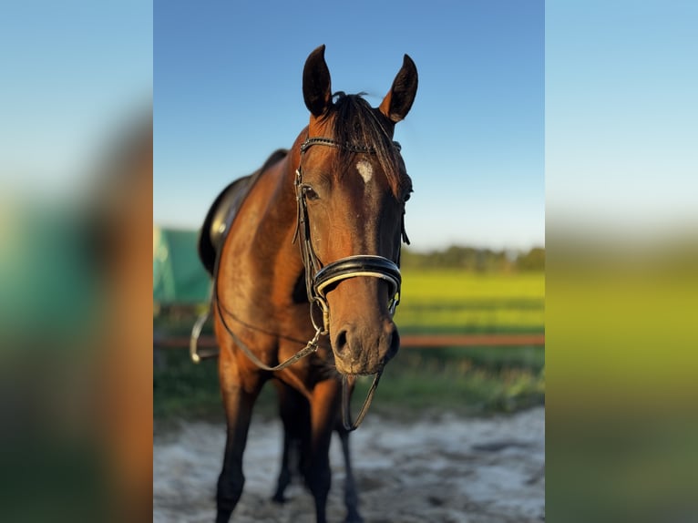 Lipizzaner Wallach 5 Jahre 151 cm Dunkelbrauner in Nijkerk