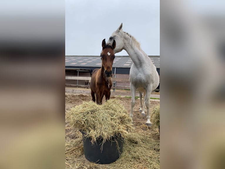 Lipizzaner Wallach 5 Jahre 151 cm Dunkelbrauner in Nijkerk