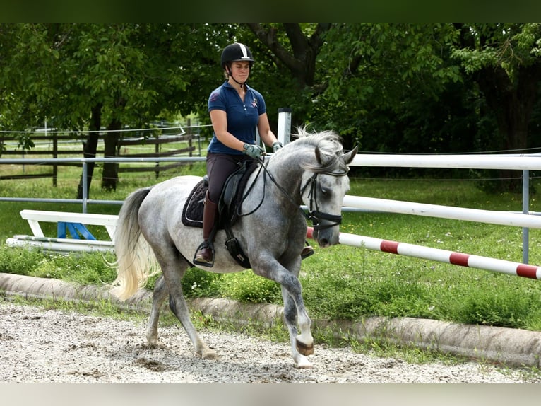 Lipizzaner Wallach 5 Jahre 153 cm Schimmel in Bad Vöslau