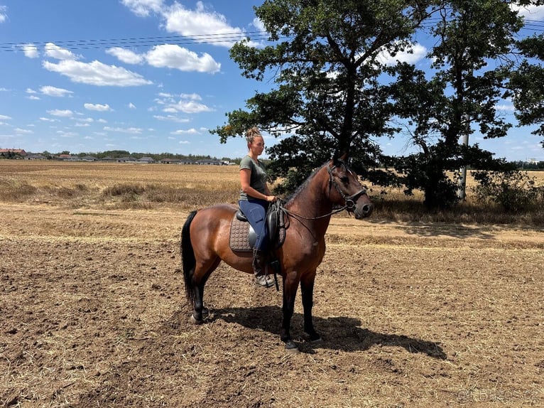 Lipizzaner Wallach 5 Jahre 155 cm Brauner in Krhovice