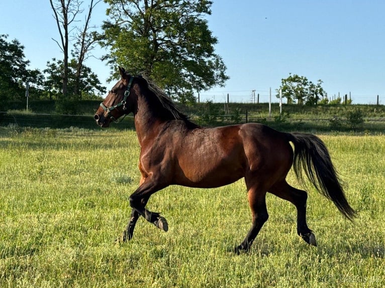 Lipizzaner Wallach 5 Jahre 155 cm Brauner in Krhovice