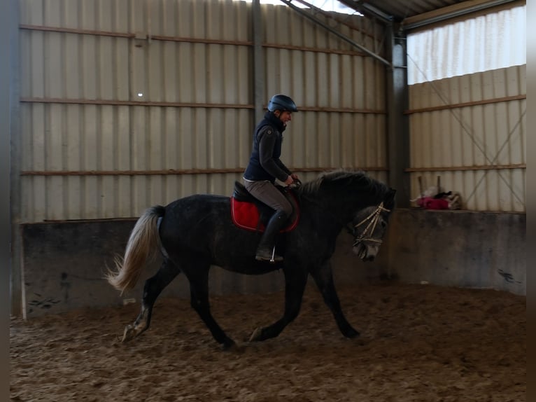 Lipizzaner Wallach 5 Jahre 160 cm Rappschimmel in Buttstädt