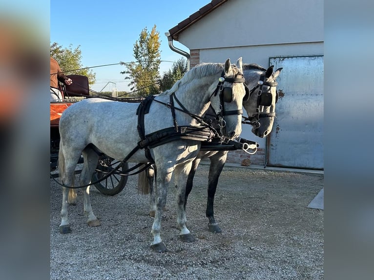 Lipizzaner Wallach 5 Jahre 160 cm Schimmel in Tass