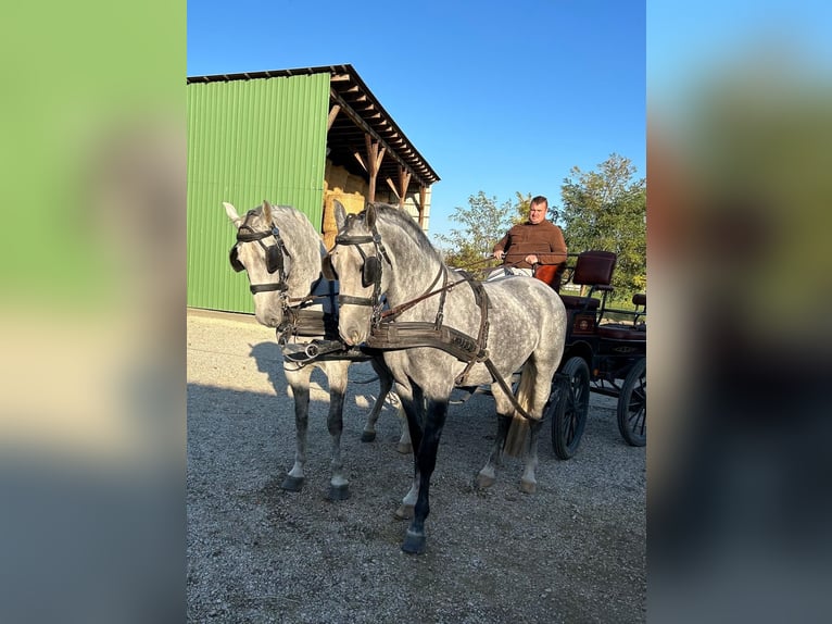 Lipizzaner Wallach 5 Jahre 160 cm Schimmel in Tass