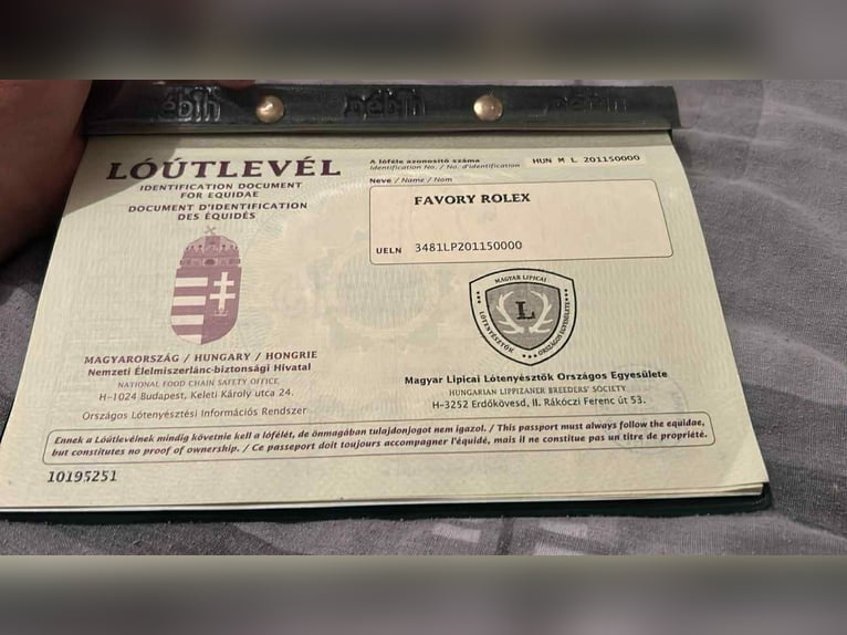 Lipizzaner Wallach 5 Jahre 163 cm Schimmel in Babina Greda