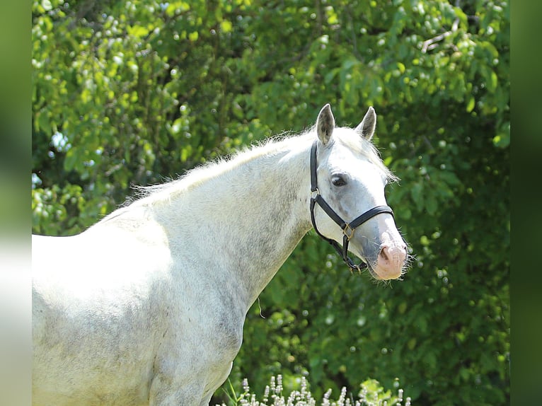 Lipizzaner Wallach 6 Jahre 147 cm Schimmel in Ptuj