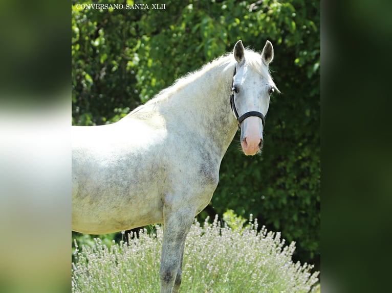 Lipizzaner Wallach 6 Jahre 147 cm Schimmel in Ptuj