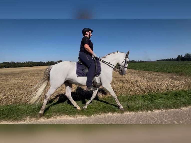 Lipizzaner Wallach 6 Jahre 153 cm Schimmel in Holzheim