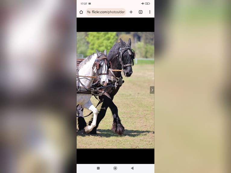 Lipizzaner Wallach 6 Jahre 153 cm Schimmel in Holzheim