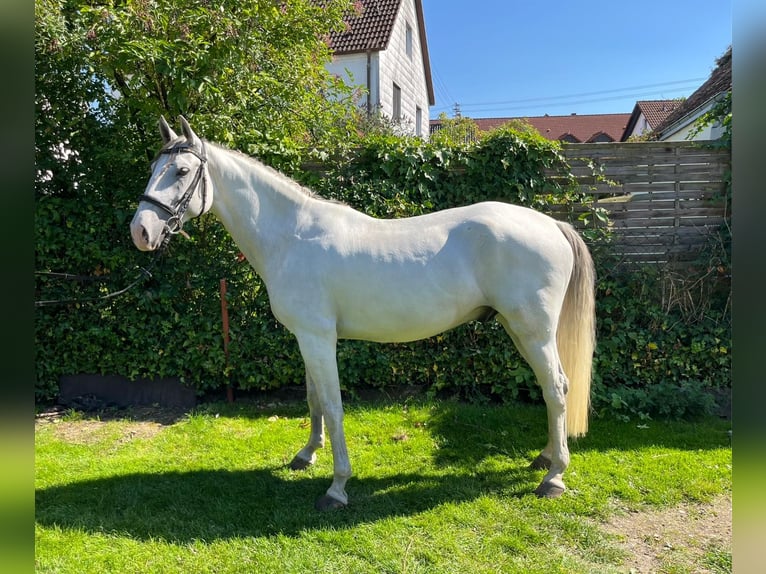 Lipizzaner Wallach 6 Jahre 153 cm Schimmel in Holzheim
