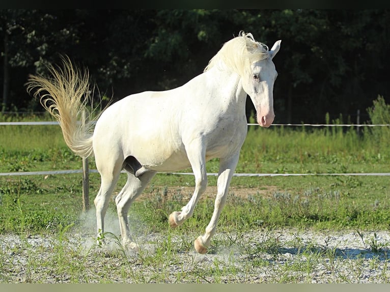 Lipizzaner Wallach 6 Jahre 163 cm White in LichendorfWeitersfeld an der Mur