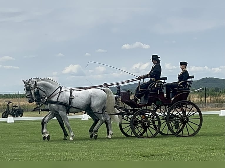 Lipizzaner Wallach 6 Jahre 165 cm Schimmel in Nagykata