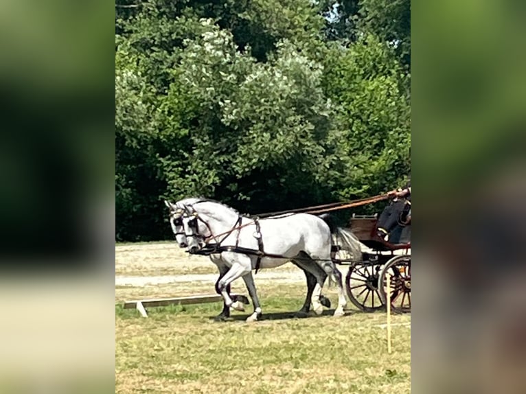Lipizzaner Wallach 6 Jahre 165 cm White in Tass