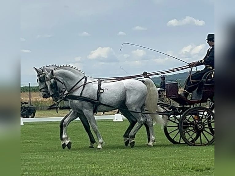 Lipizzaner Wallach 6 Jahre 165 cm White in Tass