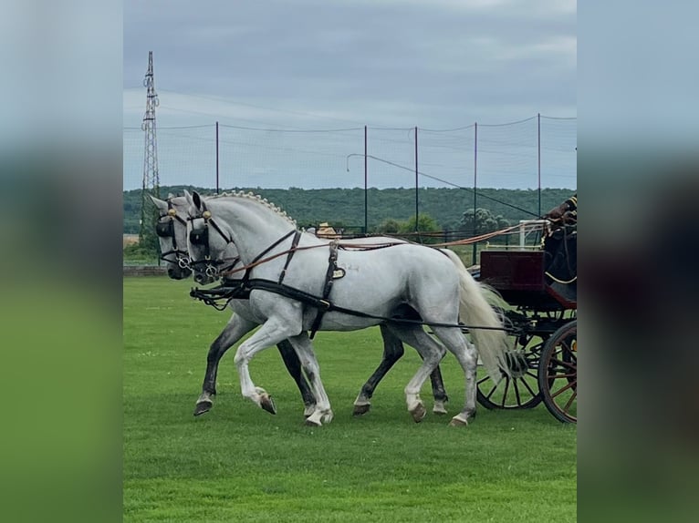 Lipizzaner Wallach 6 Jahre 165 cm White in Tass