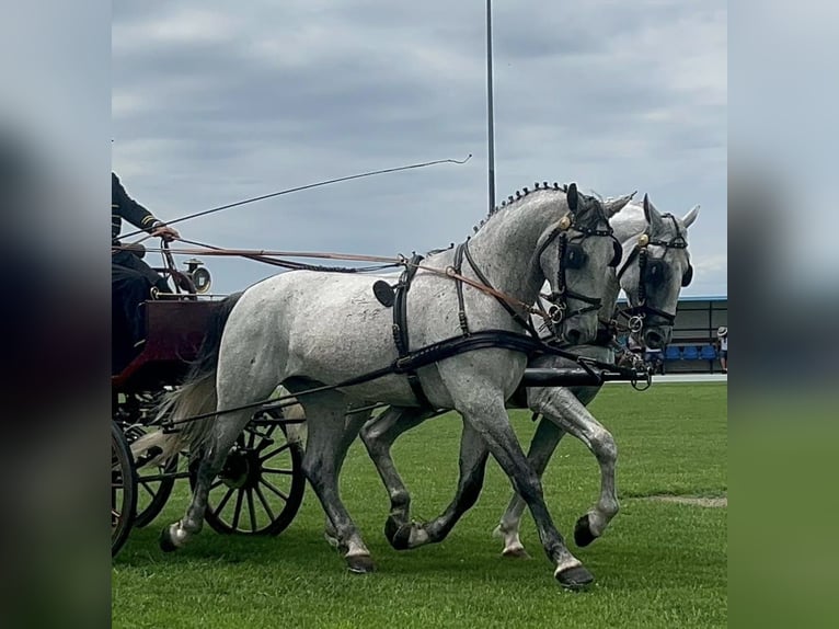 Lipizzaner Wallach 6 Jahre 165 cm White in Tass
