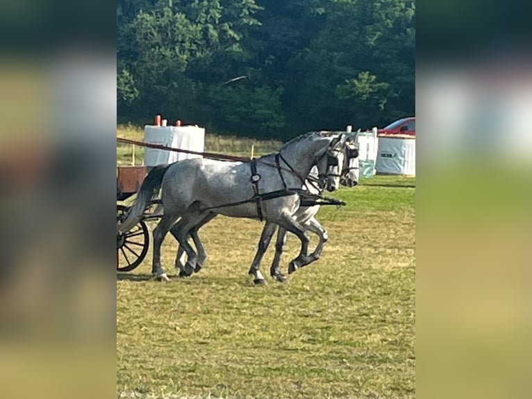 Lipizzaner Wallach 6 Jahre 165 cm White in Tass