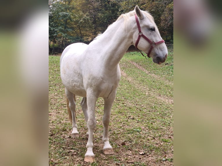Lipizzaner Wallach 7 Jahre 150 cm Schimmel in Bled