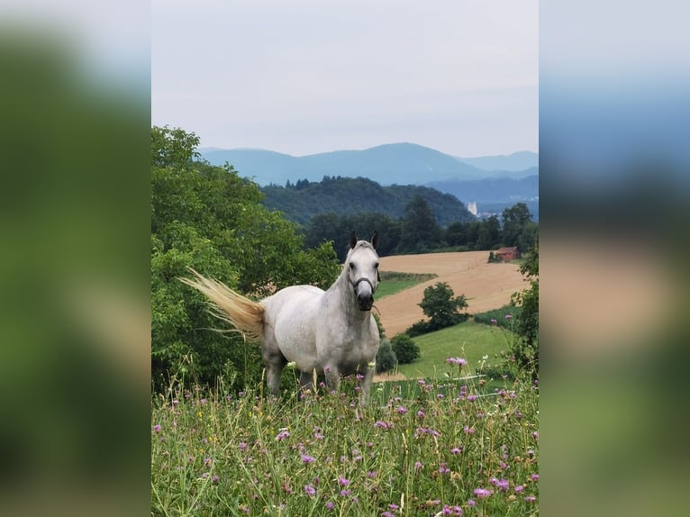 Lipizzaner Wallach 7 Jahre 156 cm Schimmel in Ptuj