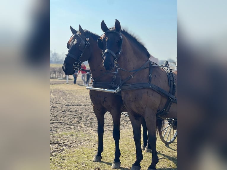 Lipizzaner Wallach 7 Jahre 158 cm Dunkelbrauner in Tass