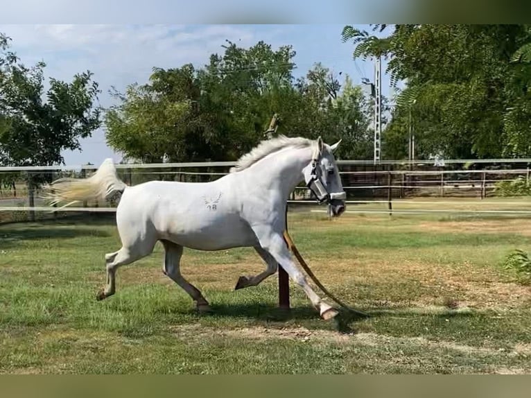 Lipizzaner Mix Wallach 7 Jahre 160 cm White in Tass