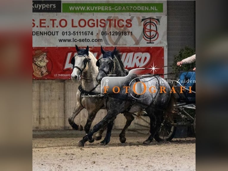 Lipizzaner Wallach 7 Jahre 165 cm in Chaam