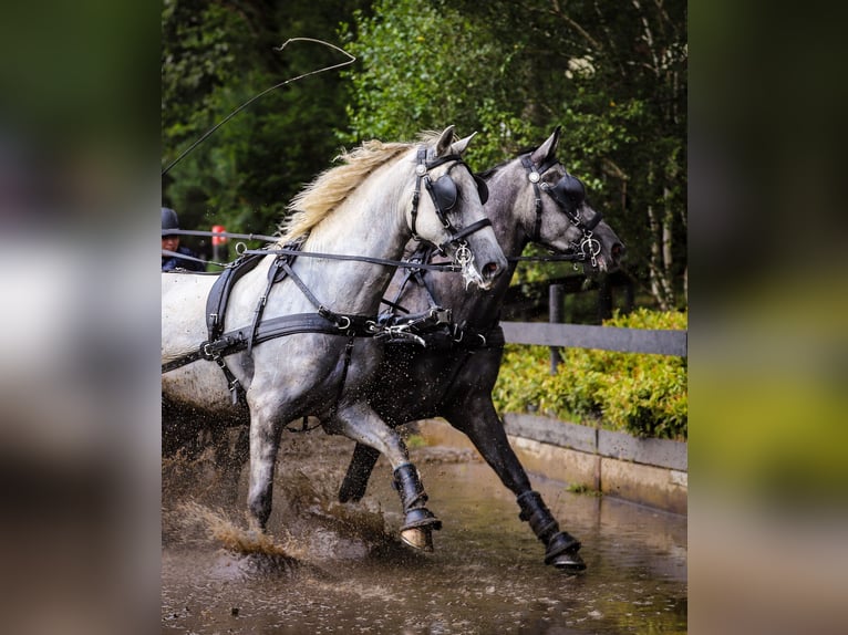 Lipizzaner Wallach 7 Jahre 165 cm in Chaam