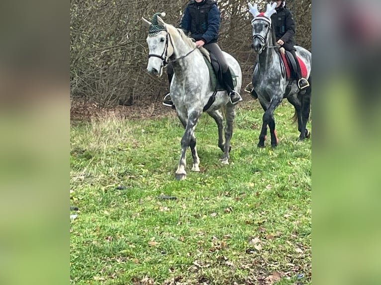 Lipizzaner Wallach 7 Jahre 165 cm in Chaam