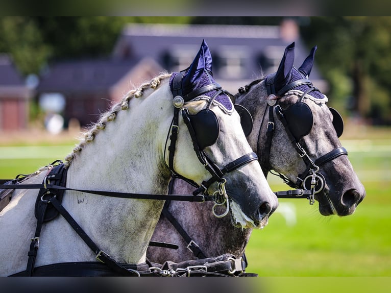 Lipizzaner Wallach 7 Jahre 165 cm in Chaam