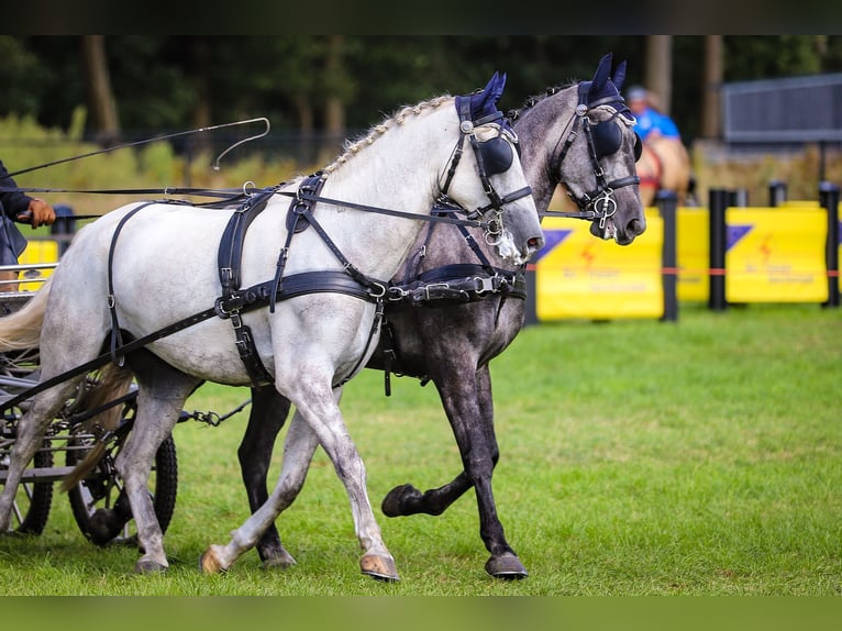 Lipizzaner Wallach 7 Jahre 165 cm in Chaam