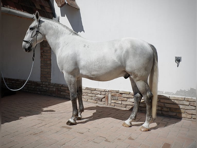 Lipizzaner Wallach 7 Jahre 170 cm Schimmel in Százhalombatta