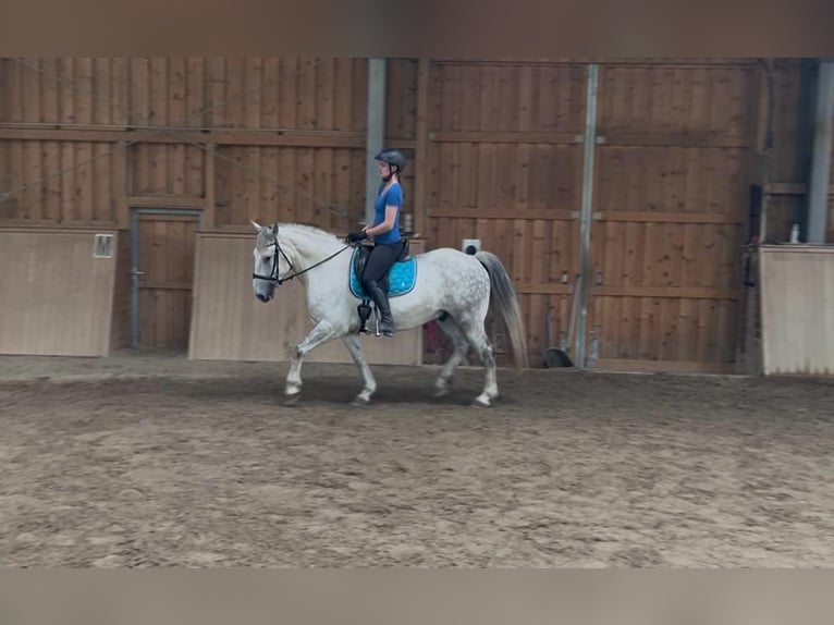 Lipizzaner Mix Wallach 8 Jahre 155 cm Schimmel in Freistadt