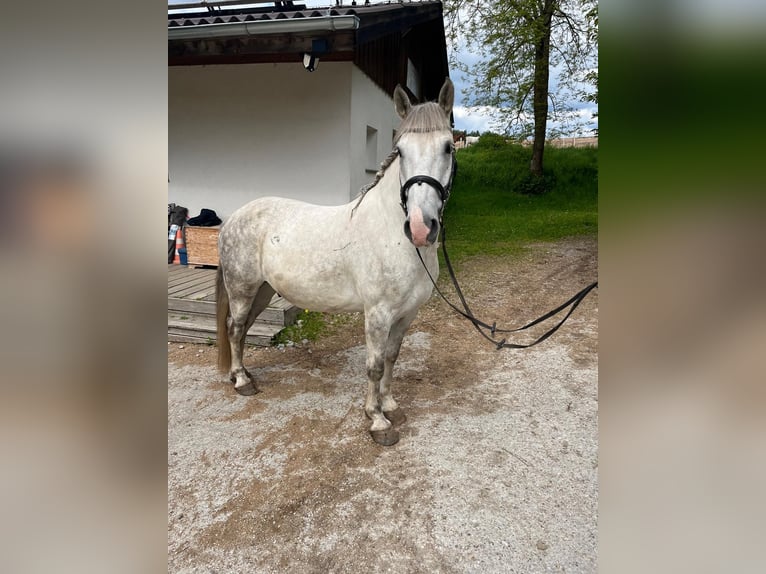 Lipizzaner Mix Wallach 8 Jahre 155 cm Schimmel in Freistadt