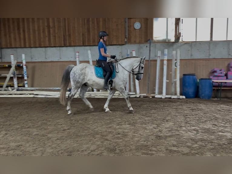 Lipizzaner Mix Wallach 8 Jahre 155 cm Schimmel in Freistadt