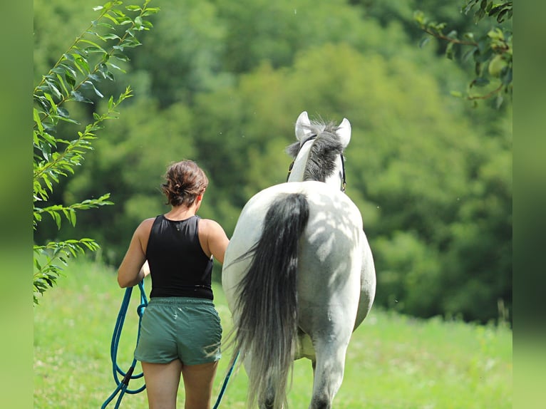 Lipizzaner Wallach 8 Jahre 155 cm Schimmel in Ptuj