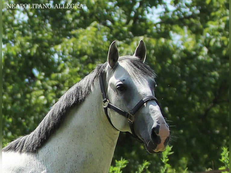 Lipizzaner Wallach 8 Jahre 155 cm Schimmel in Ptuj
