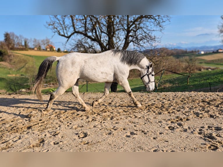 Lipizzaner Wallach 8 Jahre 155 cm Schimmel in Ptuj