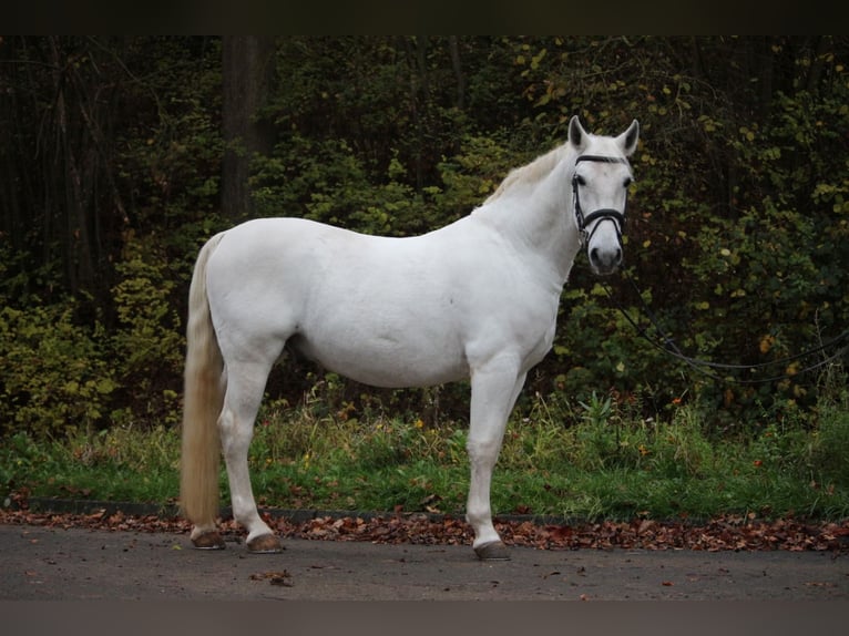 Lipizzaner Wallach 8 Jahre 156 cm Schimmel in Herborn