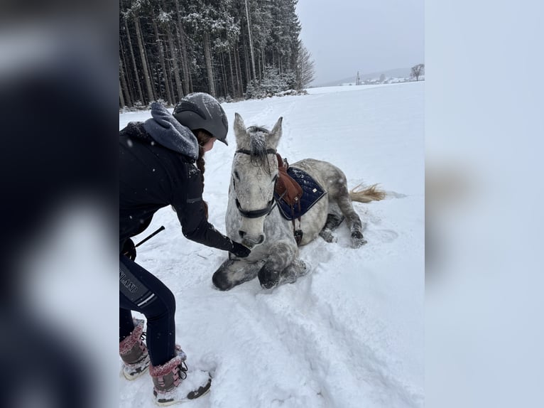 Lipizzaner Wallach 8 Jahre 157 cm Apfelschimmel in Straßburg