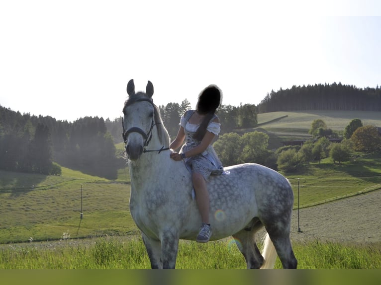 Lipizzaner Wallach 8 Jahre 157 cm Apfelschimmel in Straßburg