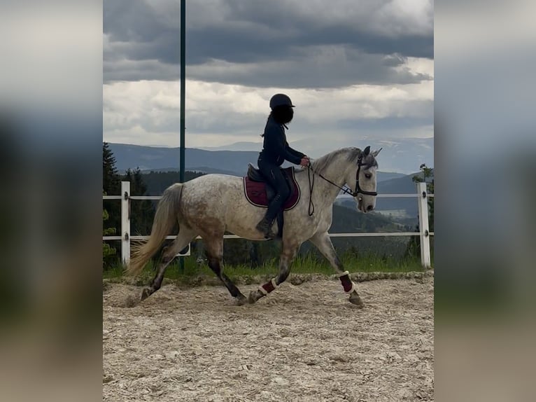 Lipizzaner Wallach 8 Jahre 157 cm Apfelschimmel in Straßburg