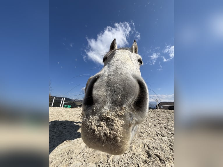 Lipizzaner Wallach 8 Jahre 157 cm Apfelschimmel in Straßburg