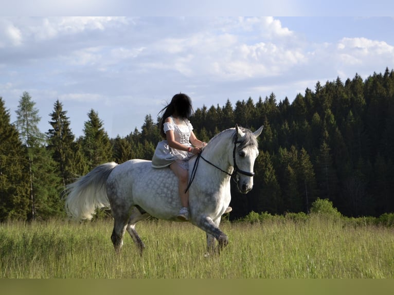Lipizzaner Wallach 8 Jahre 157 cm Apfelschimmel in Straßburg