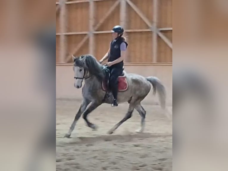 Lipizzaner Wallach 8 Jahre 158 cm in Wels