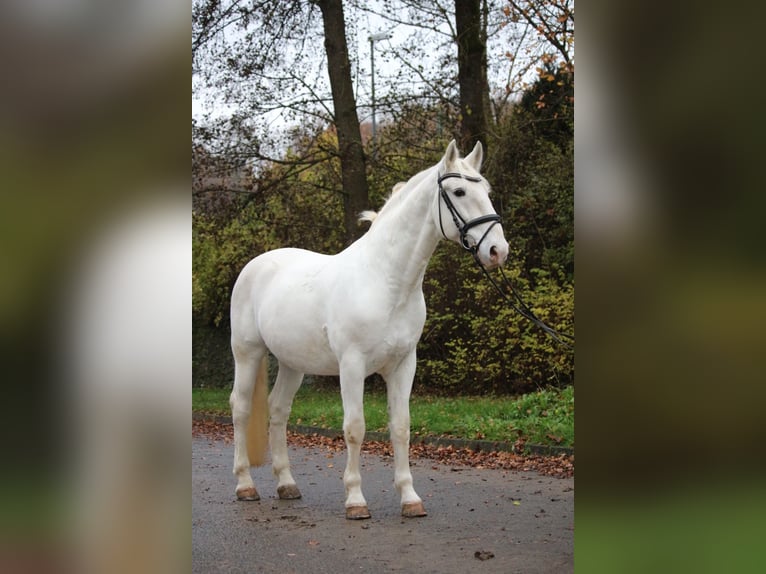 Lipizzaner Wallach 8 Jahre 158 cm Schimmel in Herborn